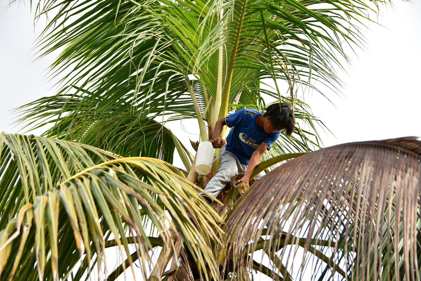 Carbon Credits